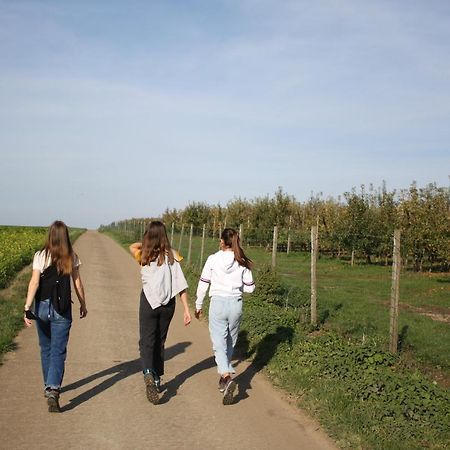 Hoeve Jadoul Gingelom المظهر الخارجي الصورة