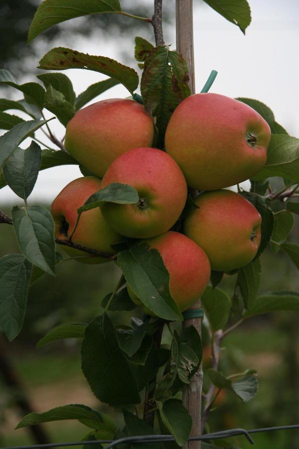 Hoeve Jadoul Gingelom المظهر الخارجي الصورة