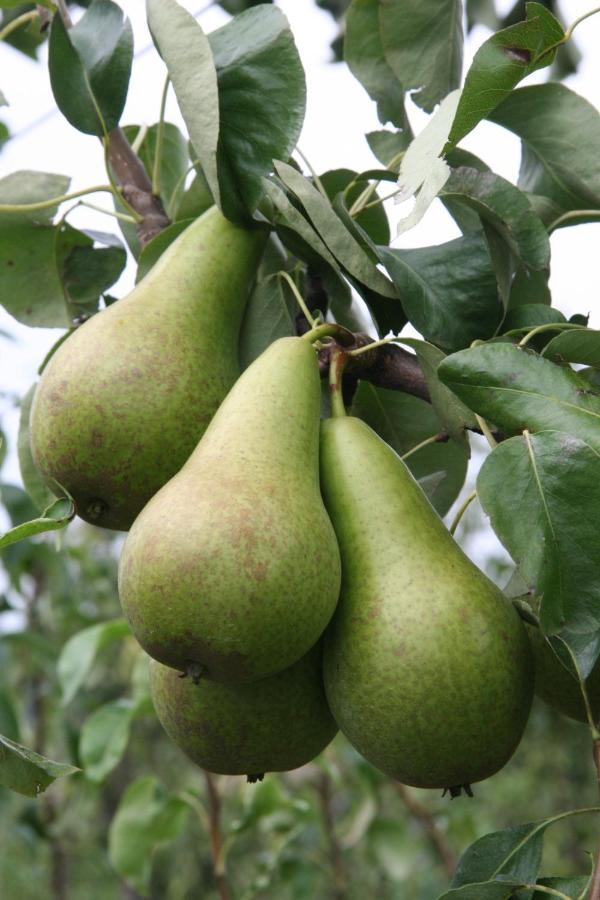 Hoeve Jadoul Gingelom المظهر الخارجي الصورة
