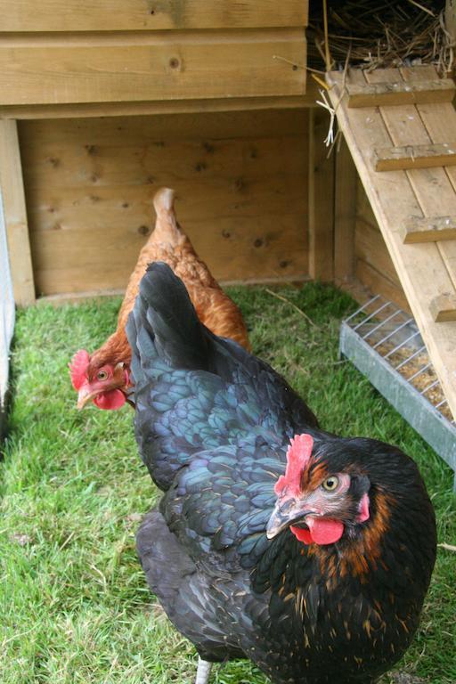 Hoeve Jadoul Gingelom الغرفة الصورة